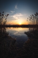 Beautiful summer landscape. Dry tree and grass reflecting in the river.
