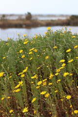Obraz premium Beautiful wild flowers photo. Spring season in Israel. 