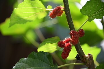 ripe mulberry on branch 