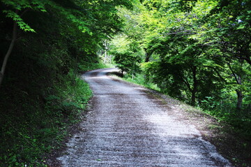 美しい緑の一本道