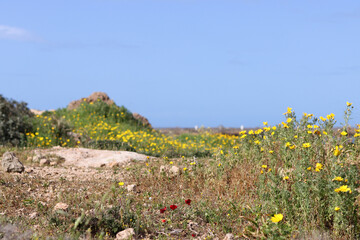 Spring flowers on a hill. Israel's plants and flowers. Beautiful sunny day outdoor. 