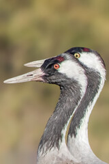 Head Shot of common cranes-Edit