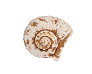 White-brown seashell on transparent isolated background. Sea, vacation, design element. Copy space