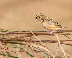 A weaver bird looking down from a dry grass