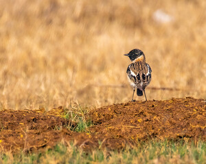 A Stone Chat sitting on ground and looking back