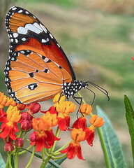 A plain tiger