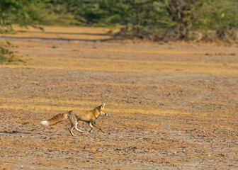 A Desert Fox
