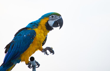 parrot / Macaw Close Up portrait