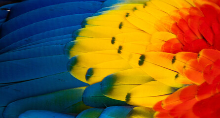 close up of Scarlet macaw bird's feather © Melinda Nagy