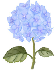 Obraz premium flower Hydrangea watercolor png