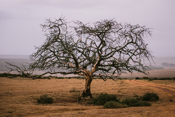 Plakat tree in African bush