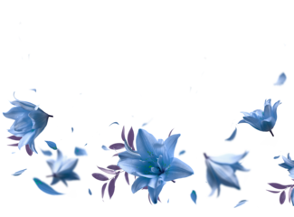 Beautiful floral overlay with flying blue flowers and petals, border,  isolated on transparent background