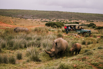 Rhino game drive  © gina