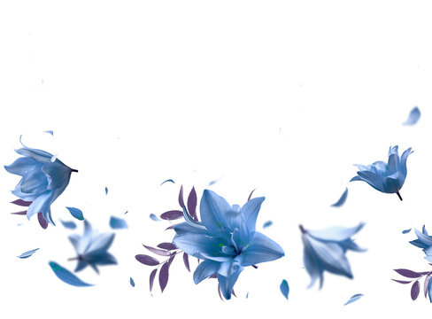 Fototapeta Beautiful floral overlay with flying blue flowers and petals, border,  isolated on transparent background