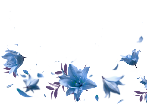 Beautiful floral overlay with flying blue flowers and petals, border,  isolated on transparent background