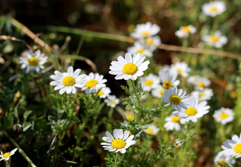Obraz premium Beautiful wild flowers photo. Spring season in Israel. 