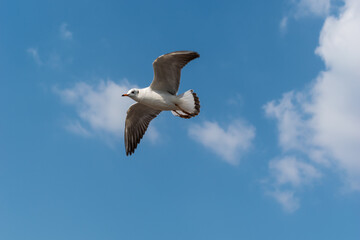 A brown headed gull flying in the sky in Somnath, Gujarat.