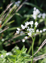 Wild flowers close up photo. Spring flowers of Israel. Beautiful sunny day in a park. Plants and flowers of Middle East. 