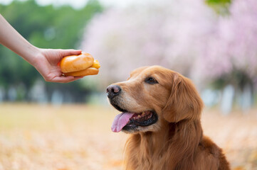 Obraz premium Golden Retriever looking at hamburger in hand