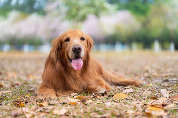 Golden Retriever lying on the grass