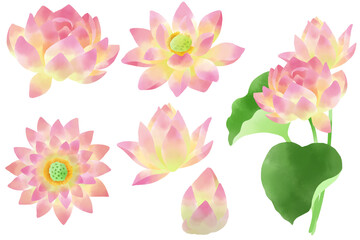 Fototapeta na wymiar 水彩で描いた睡蓮の花のパーツ素材セット／Water lily flower parts material set drawn by watercolor