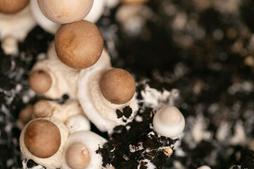 Brown Champignons in the ground.Growing and collecting champignons.Champignons Mushrooms in...