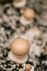  Brown mushrooms close-up in the ground. Vegetable protein source. Growing and collecting champignons.Growing mushrooms at home.
