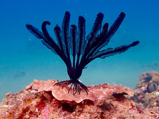 Black sea lily on a coral reef underwater.