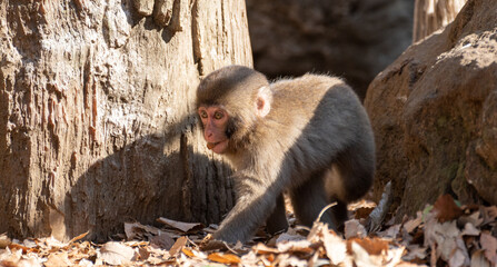 可愛いニホンザルの子供