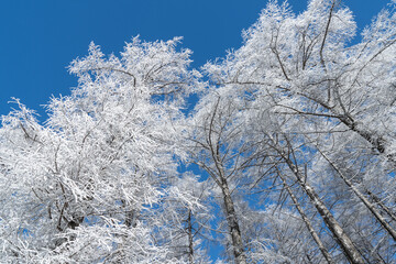 青空と美しい霧氷