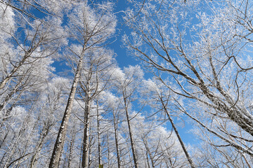 青空と美しい霧氷