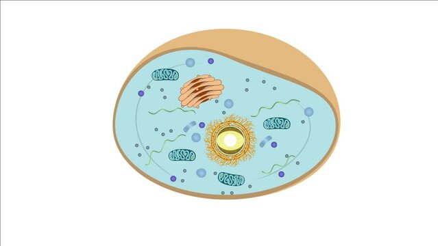 Zellteilung Zytokinese Mitose - Interphase - einer typisch eukaryotischen Tierzelle - 1 von 7