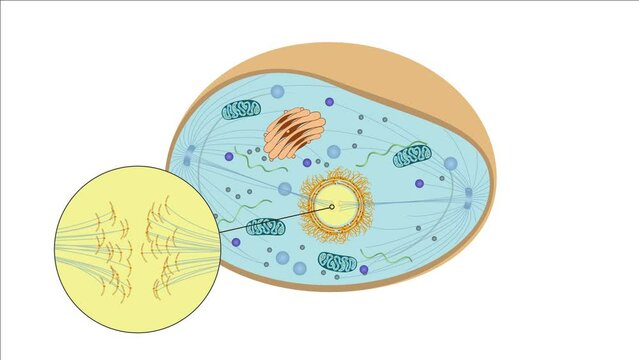 Zellteilung Zytokinese Mitose - Anaphase - einer typisch eukaryotischen Tierzelle - 4 von 7