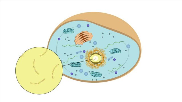 Zellteilung Zytokinese Mitose - Prophase - einer typisch eukaryotischen Tierzelle - 2 von 7