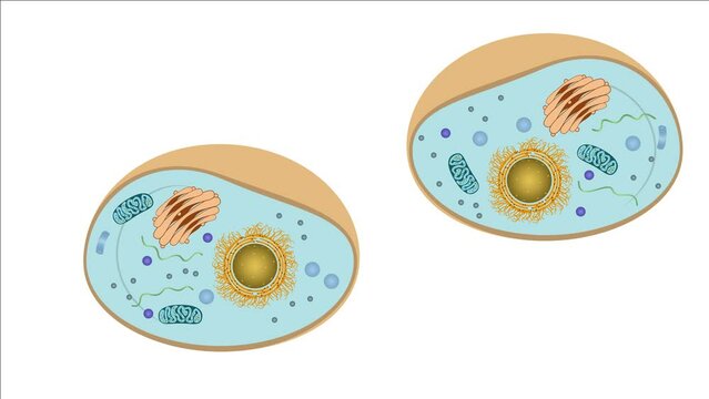 Zellteilung Zytokinese Mitose - Interphase - einer typisch eukaryotischen Tierzelle - 7 von 7