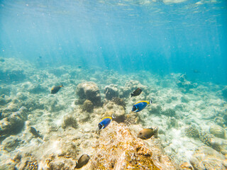 corals and tropical fish underwater sea life