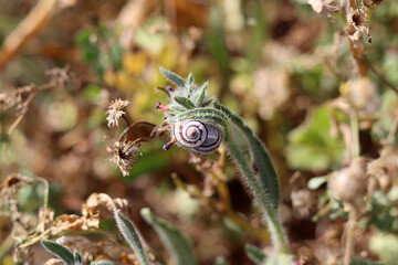 Little snail on a leaf. Close up photo of snail. 
