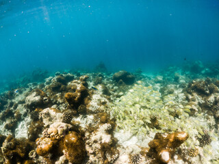 corals and tropical fish underwater sea life