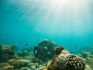 Foto op Aluminium corals and tropical fish underwater sea life © Melinda Nagy