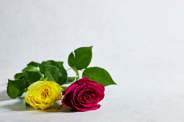 yellow and pink roses on gray background with copy space for holidays