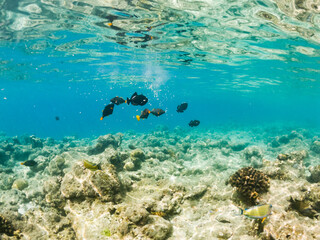 Obraz na płótnie Canvas corals and tropical fish underwater sea life