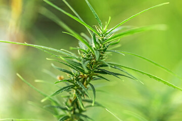 Close up of inflorescence marijuana plant
