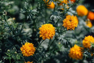 Pot marigold (Calendula officinalis) in the garden