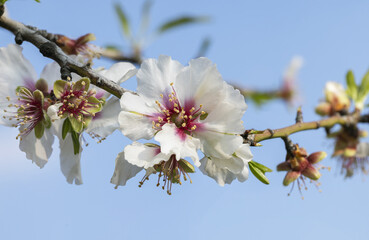 Closeup of beautiful white pink flowers of a blossoming almond tree in an almond garden orchard
