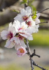 Obraz premium Closeup of beautiful white pink flowers of a blossoming almond tree in an almond garden orchard