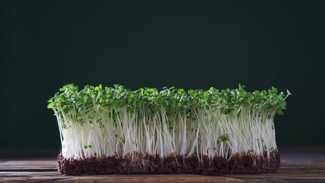 Microgreens domestic cultivation. Little hand of child touch top of green microgreen sprouts in container. Edible harvest, home growing seedling, germination. Vegan and organic food concept.