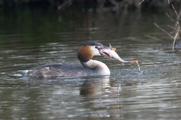 Haubentaucher (Podiceps cristatus)
