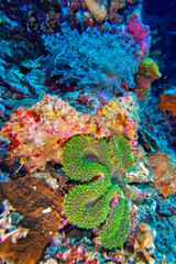 Reef Building Coral, Coral Reef, Bunaken National Marine Park, Bunaken, North Sulawesi, Indonesia, Asia