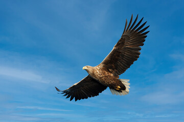 Fototapeta na wymiar Close up of a White-tailed sea Eagle in flight