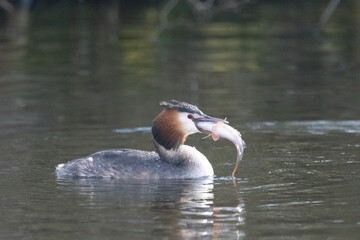 Haubentaucher (Podiceps cristatus)